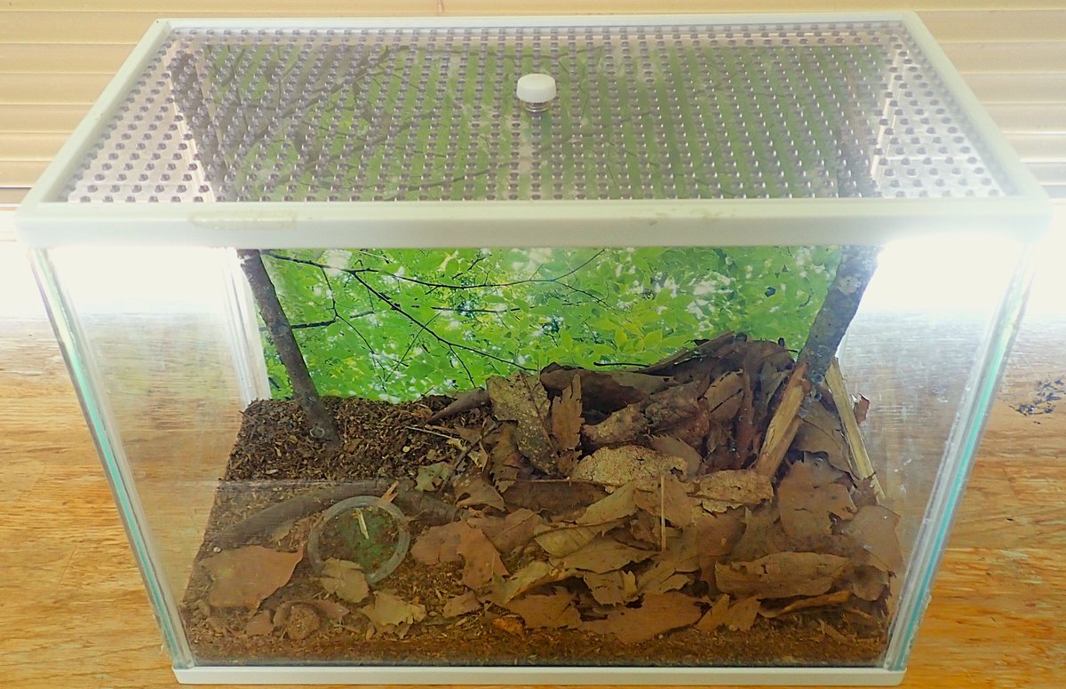 shizen_nei's tweet photo. 今年の夏も始まる予定のカブト・クワガタ展！ねいの里で見つかるカブトムシとクワガタムシを展示予定です。！7月25日（土）～8月30日（日）までです。ぜひ自然博物園ねいの里カブト・クワガタ展に来てみてくださいね。
＃カブトムシ　＃クワガタムシ https://t.co/hPNWUXfQRv