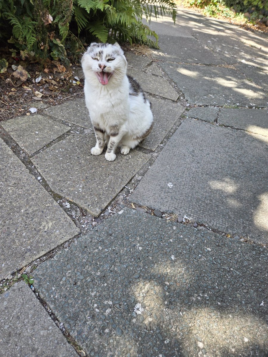 ShropsCatRescue's tweet photo. #Friday ~ Vera is looking and then asking 'I hope you have remembered to bring the chicken today. We all know it's #chickenfriday 🍗😹🐾 #inthecompanyofcats #freerangers #shelterlife #catrescue https://t.co/IA8uuGaVct