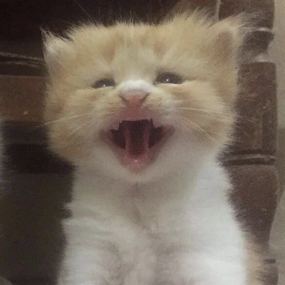 foshoboiz's tweet photo. happy ohyulyangie day! 🐈🤍 https://t.co/JLpg81FMht