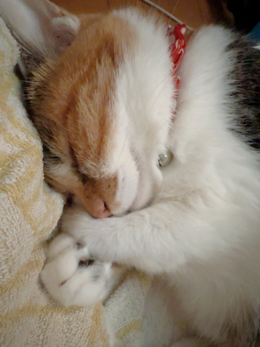 aishashuxx's tweet photo. 熱出て寝込んでるんだけど、こんな可愛い子がずーっと寄り添って寝ててくれるなんて
世界で一番幸せかも https://t.co/75NHdL3XQL