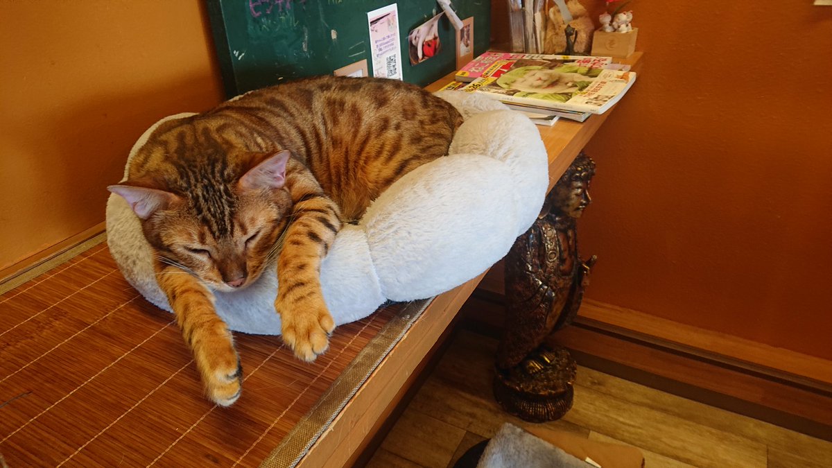 catgurugurudou's tweet photo. 飛ぶ夢見てたの？
#猫カフェぐるぐる堂 #猫カフェ #猫カフェ大阪 #アメ村 #心斎橋 https://t.co/cCtdBhMhBf