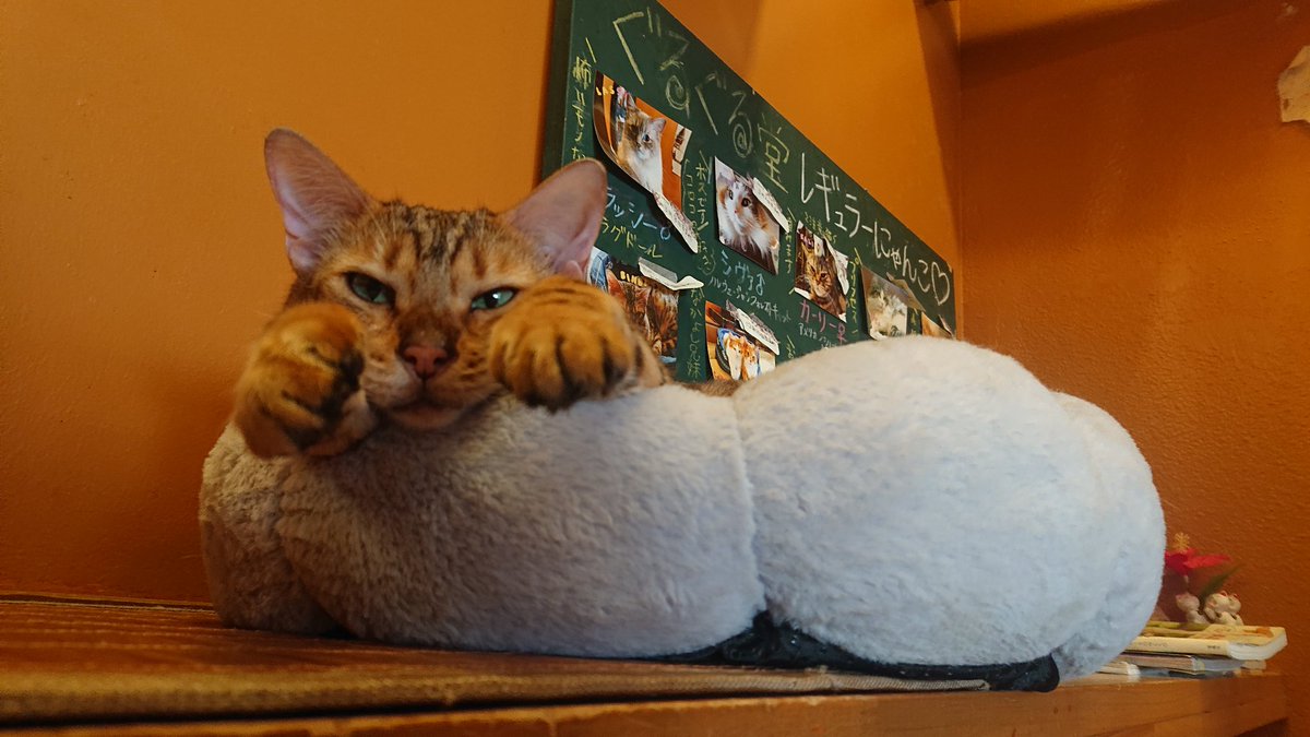 catgurugurudou's tweet photo. 飛ぶ夢見てたの？
#猫カフェぐるぐる堂 #猫カフェ #猫カフェ大阪 #アメ村 #心斎橋 https://t.co/cCtdBhMhBf