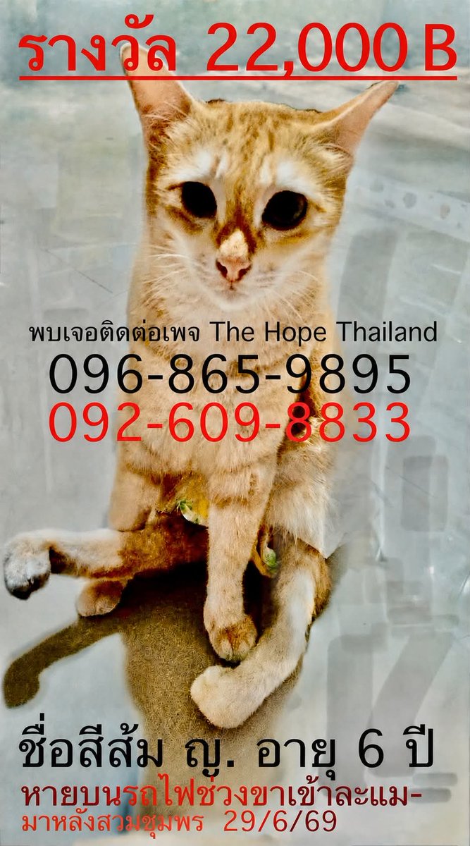 Pawinna2's tweet photo. #แมวหายบนรถไฟ ตอนนี้ทีมอาสาต้องการอุปกรณ์จำนวนมาก ใครอยู่พื้นที่ #สถานีรถไฟชุมพร หรือ #ชุมพร และมีอุปกรณ์ให้เราสามารถยืมได้ ขอความเมตตาให้กับน้องสีส้มด้วยนะคะ

-สายไฟขนาดใหญ่ 100-200m
-กล้องวงจรปิดจำนวนมาก
-ตัวส่งสัญญาณ เลาเตอร์
-ปลั๊กสามตาต่อพ่วง หรือปลั๊กพ่วงต่างๆ
-กรงดักแมว จำนวนมาก
📍ส่งมาที่สถานีรถไฟชุมพร ทางทีมอาสา จะติดตั้งอุปกรณ์เหล่านี้ใต้ชานชาลา3,4

เพจ:บ้านหลังสุดท้ายของน้องจรจัด