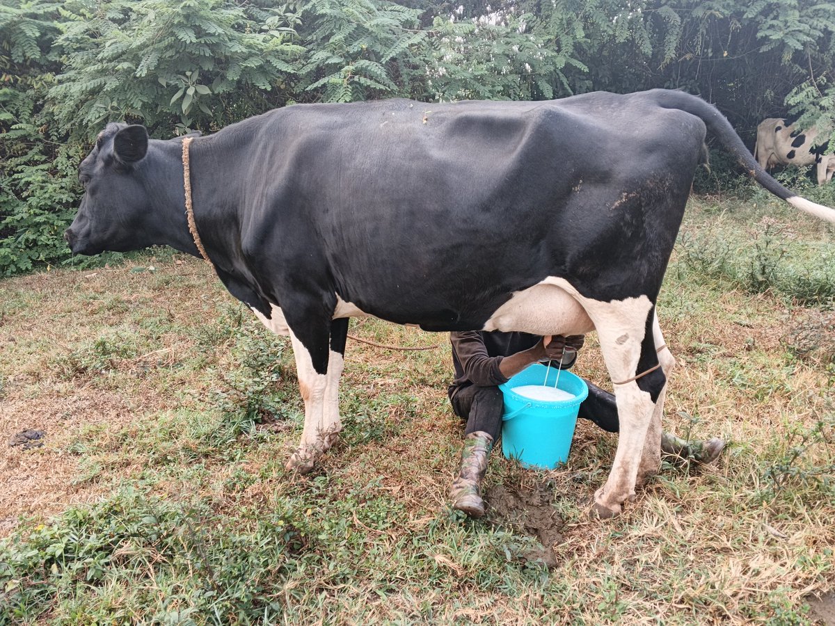 Mr_Mugumya's tweet photo. Morning milking is done!  My 3 cows gave me 37 litres today, and they're all expecting calves. Dairy farming has great potential, but profits come from good management, not just owning cows. Learn first, invest wisely, and stay consistent. https://t.co/OenLSVbaEK