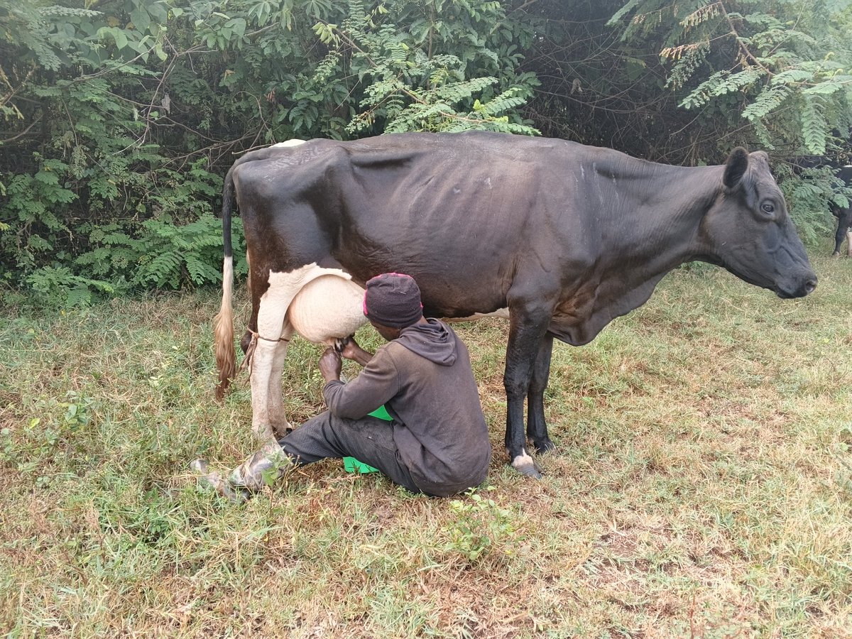 Mr_Mugumya's tweet photo. Morning milking is done!  My 3 cows gave me 37 litres today, and they're all expecting calves. Dairy farming has great potential, but profits come from good management, not just owning cows. Learn first, invest wisely, and stay consistent. https://t.co/OenLSVbaEK