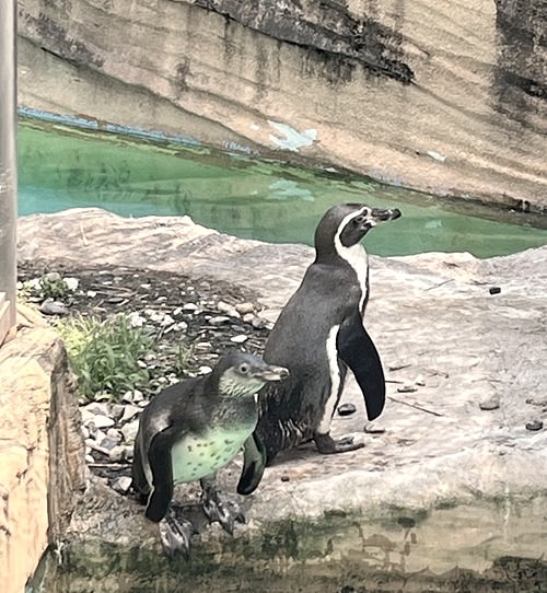 アナペンギン