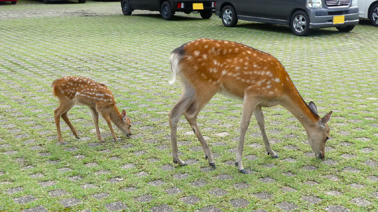 確認用！可愛い子ジカの板付けベイチー（╹◡╹）♡ シカ通信🦌〜 最近の奈良博の敷地内では、鹿の親子の目撃情報が相次い