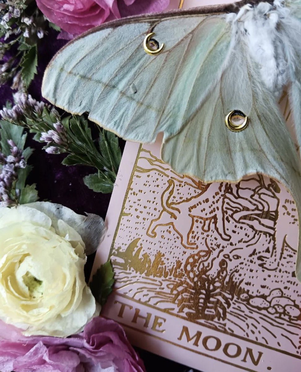 LunaMothTarot's tweet photo. Drage moje, znam da odavno nisam pravila akciju i sniženje. Oprostite, prosto ne stižem.
Danas, povodom mog 33. rođendana koji je bio juče radim veliku akciju za sve vas. 
Sva vaša pitanja za karte postavite mi na wa +35679939300 i dobićete kratak i jasan odgovor, usmerenje i objašnjenje za samo 300 din, u audio formatu. 
Trudiću se da svima odgovorim odmah. 
Akcija traje do kraja dana. 
Izvolite 🤍🦋