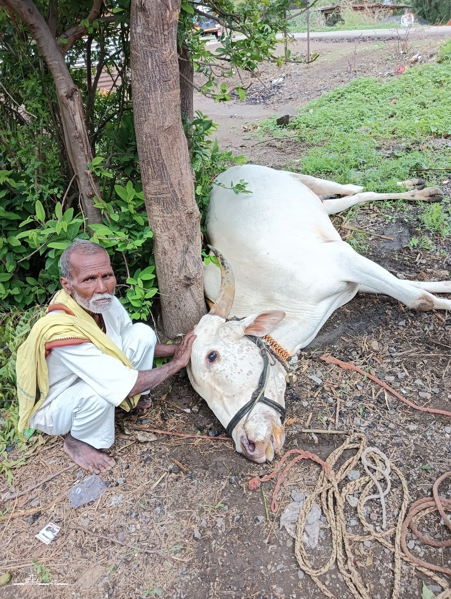NatkarParvin's tweet photo. #accident #Ox #bull #help #pooroldman https://t.co/4yzwFpF6Lh