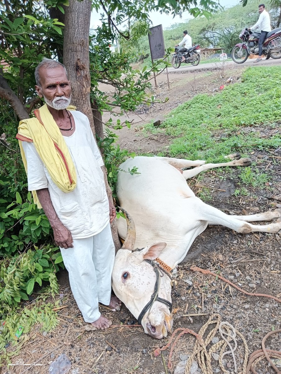 NatkarParvin's tweet photo. #accident #Ox #bull #help #pooroldman https://t.co/4yzwFpF6Lh