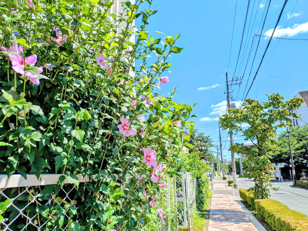 kantoneko's tweet photo. 昨日から
生息地の夏が始まった

シェイクとコーラの
ダブルオーダー👍

https://t.co/mm8Uvohv01
Here Comes the Summer🍉

飲み口の形状に慣れずヘンなとこにコーラ入って咳込んだ🐻🥤⚡

Undertones可愛い🐹🍒 https://t.co/tERq2d78I9