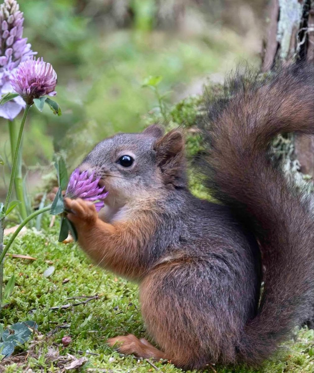MirkoVasi2's tweet photo. Happy Friday 🐿️🤗🌸😘🌼🌿 https://t.co/d6n89K6yYf