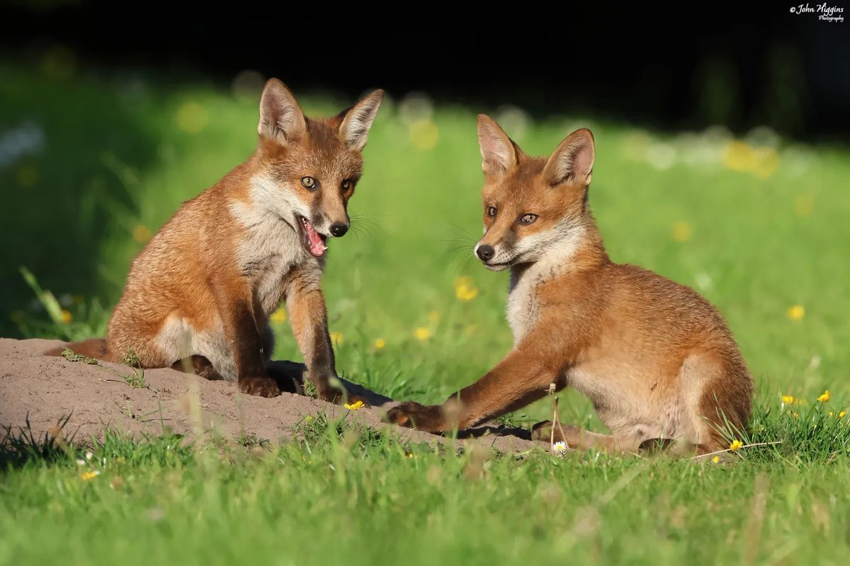 Chris Packham tweet media