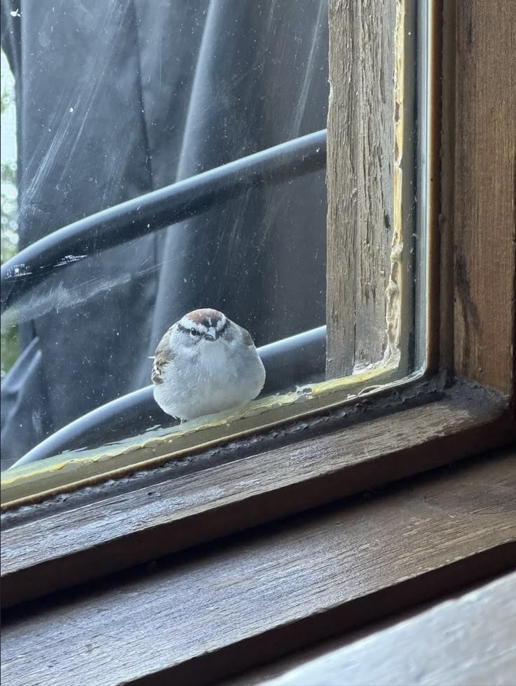 sparrowincrisis's tweet photo. Angry borb https://t.co/XlPYwBoEra
