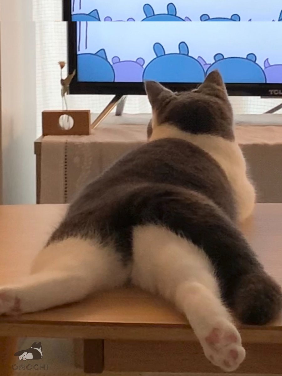 テレビっ子のおもち ←0歳 1歳→