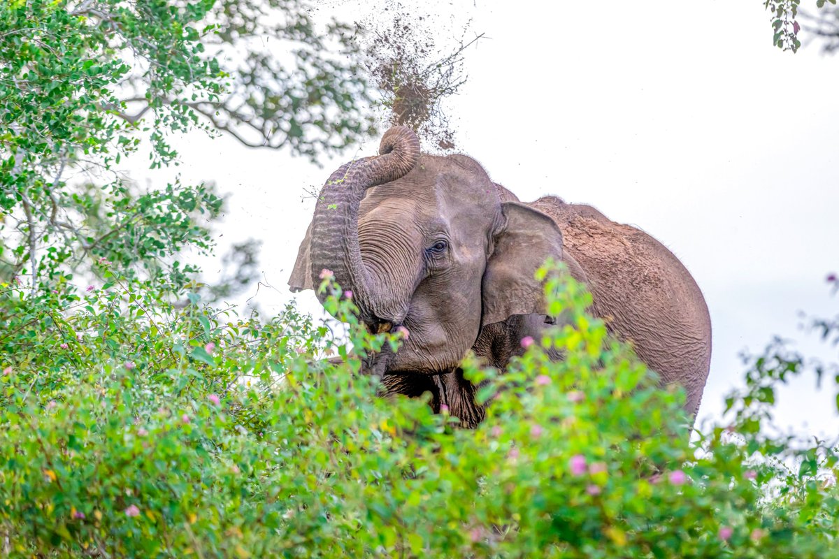 jeyaseelan_vp's tweet photo. From majestic elephants and graceful flamingos to the vibrant Karakattam and Karuppasamy folk traditions, Tamil Nadu is a perfect blend of nature, wildlife, and rich cultural heritage.

@tntourismoffcl 
@ttdcofficial 
@TN_Archaeology 
@incredibleindia 

Photos L Ramachandran https://t.co/BII4Md0Fc8