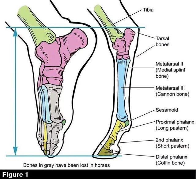 dove_of_babylon's tweet photo. once you realise horses walk on their metatarsals it makes so much sense why they basically need to be put down after they break their bones 

their bone structure is just completely fucked up

and people call this "intelligent design", no, it's gene mutations https://t.co/IdPtbEzTXN