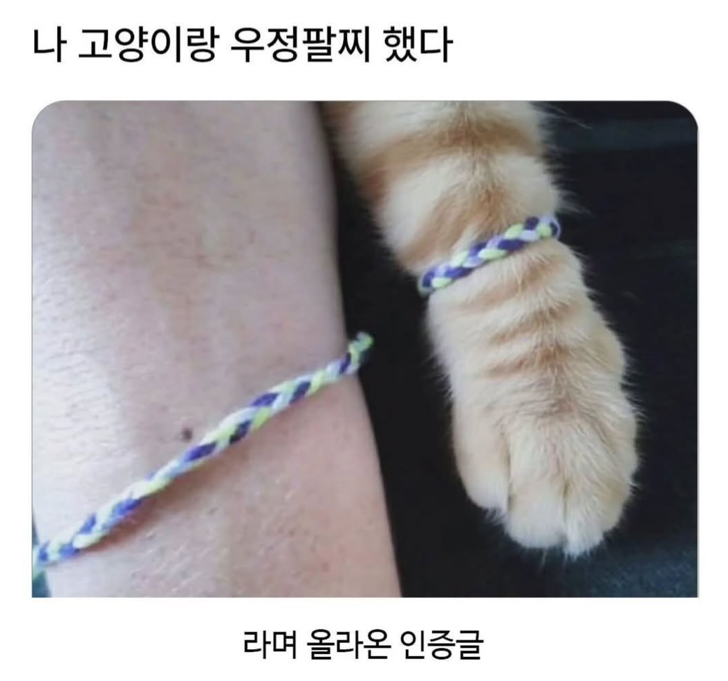hey_sucheol's tweet photo. 아 개 ㄱㅇㅇ
나두할가
우리집 고양이가 가만히 잇어줄가ㅜ https://t.co/PMHcjXMp4c