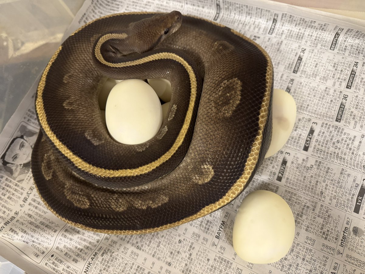 WING_21's tweet photo. 2026WING21
Black Opal Mojave
(BHB Line Mahogany)
10個産卵
1個無精卵かも
#WING21
#ボールパイソン
#BallPython
#Pythonregius https://t.co/muwFPuDIUi