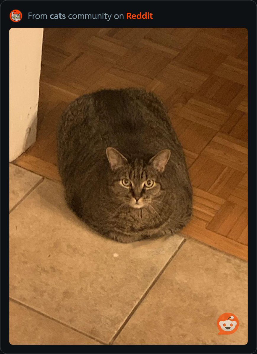absoluteunits_x's tweet photo. Absolute units of a cat
#awesome #big #absoluteunits https://t.co/H1w8yKIaCr