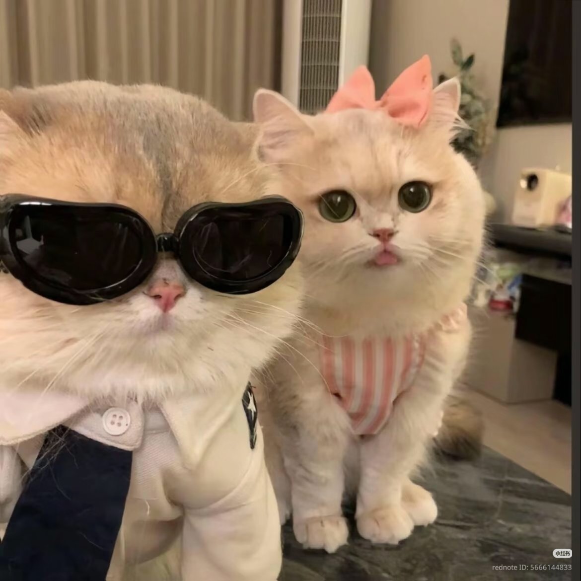 nocontextscats's tweet photo. could be us https://t.co/6PPvv5eHeQ
