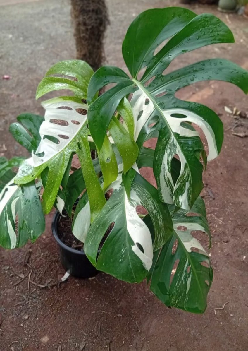 isitW1LL's tweet photo. House and office plants check out @only_plantske

And WhatsApp catalogue is here - https://t.co/5a0Hq0B25W https://t.co/5OexMn0F5q