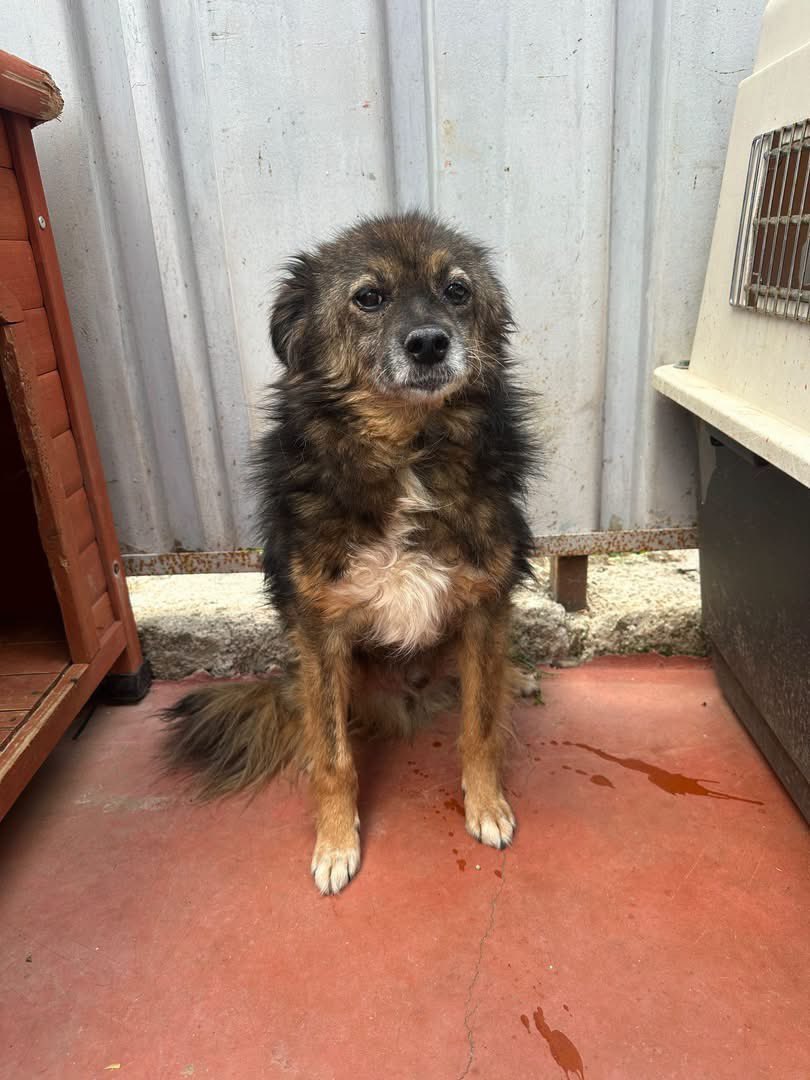PfotenV's tweet photo. 🆘️🆘️ NOTFALL🆘️🆘️ LUPO braucht dringend ein Zuhause, er kann nicht dauerhaft in der Klinik bleiben

❤️❤️LUPO❤️❤️, ca. 10 Jahre, 40/45 cm, unser kleiner Plüsch-Opa😍
Lupo wurde von einem anderen Shelter zur Behandlung einer Bissverletzung in die Tierklinik gebracht. https://t.co/FXx3drSCWN