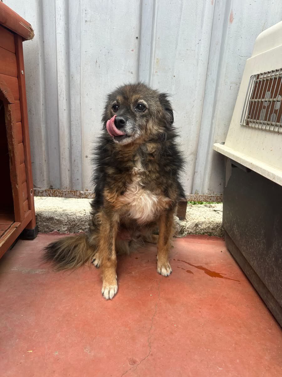 PfotenV's tweet photo. 🆘️🆘️ NOTFALL🆘️🆘️ LUPO braucht dringend ein Zuhause, er kann nicht dauerhaft in der Klinik bleiben

❤️❤️LUPO❤️❤️, ca. 10 Jahre, 40/45 cm, unser kleiner Plüsch-Opa😍
Lupo wurde von einem anderen Shelter zur Behandlung einer Bissverletzung in die Tierklinik gebracht. https://t.co/FXx3drSCWN