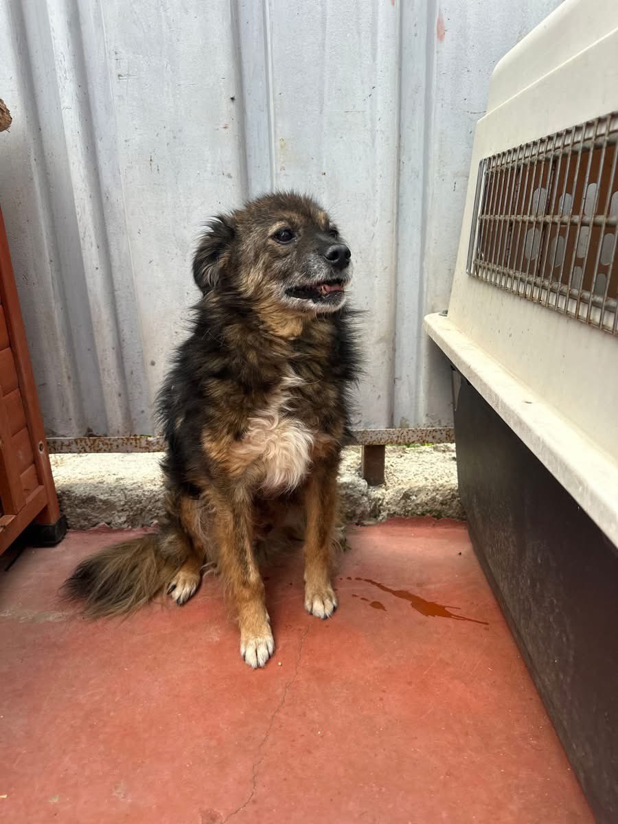 PfotenV's tweet photo. 🆘️🆘️ NOTFALL🆘️🆘️ LUPO braucht dringend ein Zuhause, er kann nicht dauerhaft in der Klinik bleiben

❤️❤️LUPO❤️❤️, ca. 10 Jahre, 40/45 cm, unser kleiner Plüsch-Opa😍
Lupo wurde von einem anderen Shelter zur Behandlung einer Bissverletzung in die Tierklinik gebracht. https://t.co/FXx3drSCWN