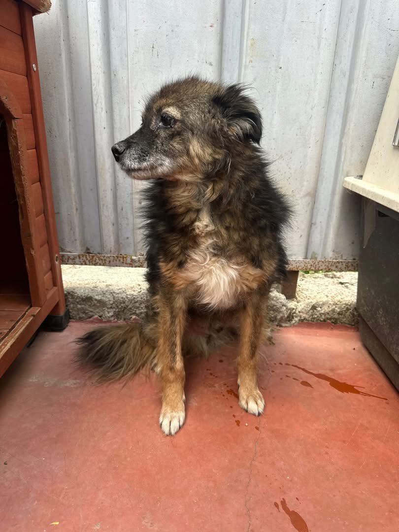 PfotenV's tweet photo. 🆘️🆘️ NOTFALL🆘️🆘️ LUPO braucht dringend ein Zuhause, er kann nicht dauerhaft in der Klinik bleiben

❤️❤️LUPO❤️❤️, ca. 10 Jahre, 40/45 cm, unser kleiner Plüsch-Opa😍
Lupo wurde von einem anderen Shelter zur Behandlung einer Bissverletzung in die Tierklinik gebracht. https://t.co/FXx3drSCWN