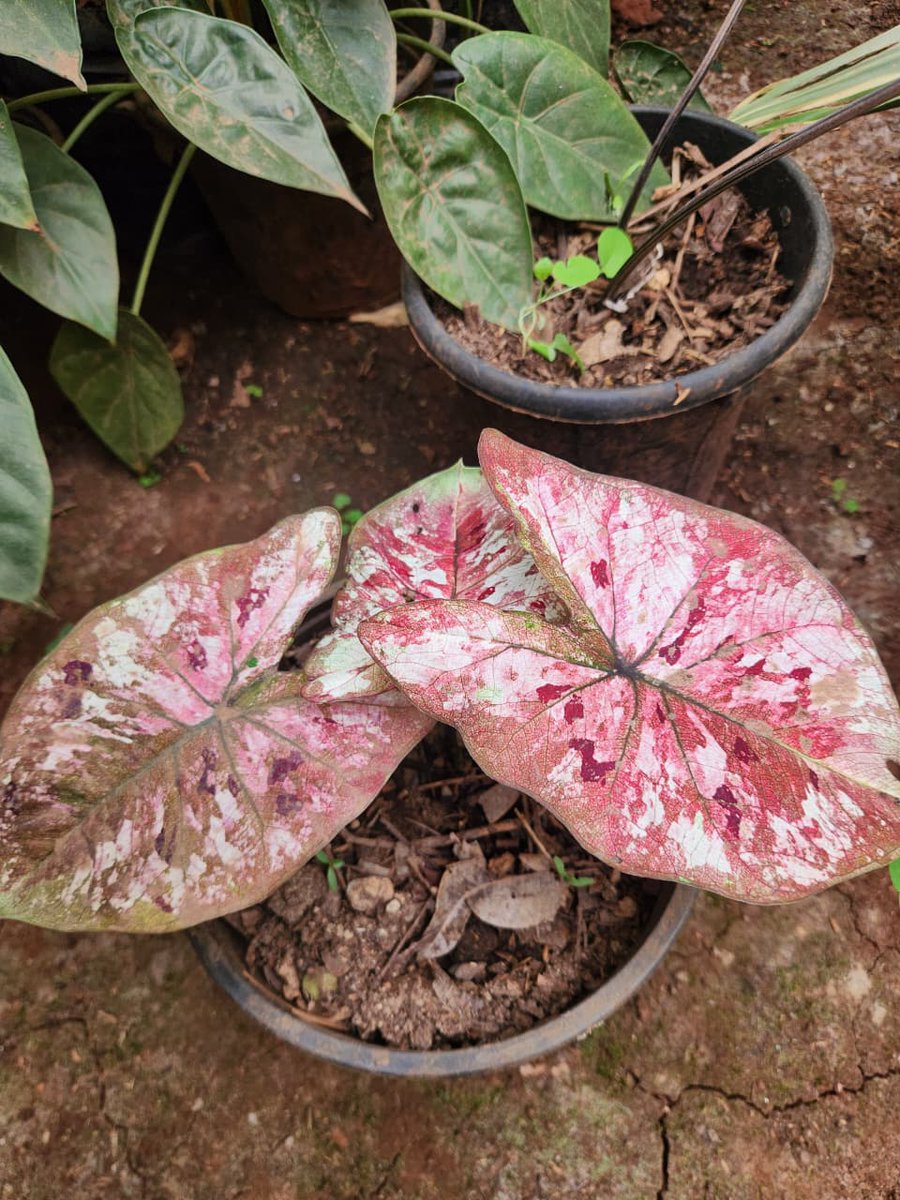 isitW1LL's tweet photo. House and office plants check out @only_plantske

And WhatsApp catalogue is here - https://t.co/5a0Hq0B25W https://t.co/5OexMn0F5q
