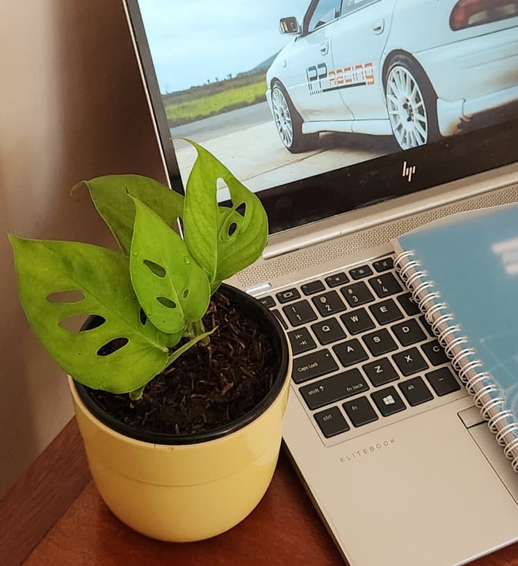 isitW1LL's tweet photo. House and office plants check out @only_plantske

And WhatsApp catalogue is here - https://t.co/5a0Hq0B25W https://t.co/5OexMn0F5q