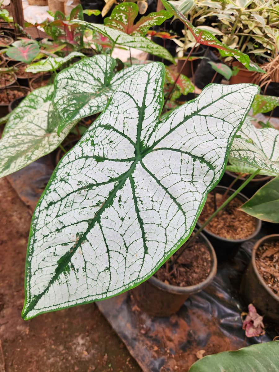 isitW1LL's tweet photo. House and office plants check out @only_plantske

And WhatsApp catalogue is here - https://t.co/5a0Hq0B25W https://t.co/5OexMn0F5q