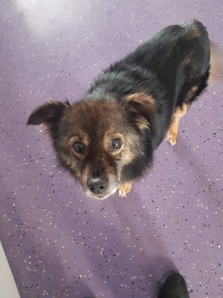 PfotenV's tweet photo. Er wurde im Shelter von anderen Hunden gemobbt😟
Auch wegen seines nicht so guten Allgemeinzustandes, bat unsere TÄ  um die Überlassung von Lupo. 
Seitdem wird er in der Klinik gepäppelt und liebevoll umsorgt. Komplettes Neuland für den Wuschelopa❤️ https://t.co/2TrlfLB6ZN