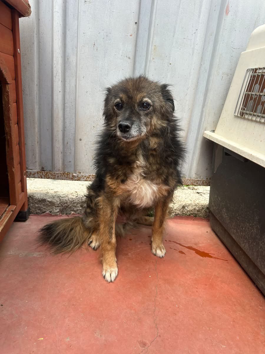 PfotenV's tweet photo. Er wurde im Shelter von anderen Hunden gemobbt😟
Auch wegen seines nicht so guten Allgemeinzustandes, bat unsere TÄ  um die Überlassung von Lupo. 
Seitdem wird er in der Klinik gepäppelt und liebevoll umsorgt. Komplettes Neuland für den Wuschelopa❤️ https://t.co/2TrlfLB6ZN