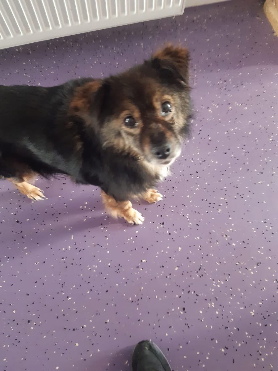 PfotenV's tweet photo. Er wurde im Shelter von anderen Hunden gemobbt😟
Auch wegen seines nicht so guten Allgemeinzustandes, bat unsere TÄ  um die Überlassung von Lupo. 
Seitdem wird er in der Klinik gepäppelt und liebevoll umsorgt. Komplettes Neuland für den Wuschelopa❤️ https://t.co/2TrlfLB6ZN