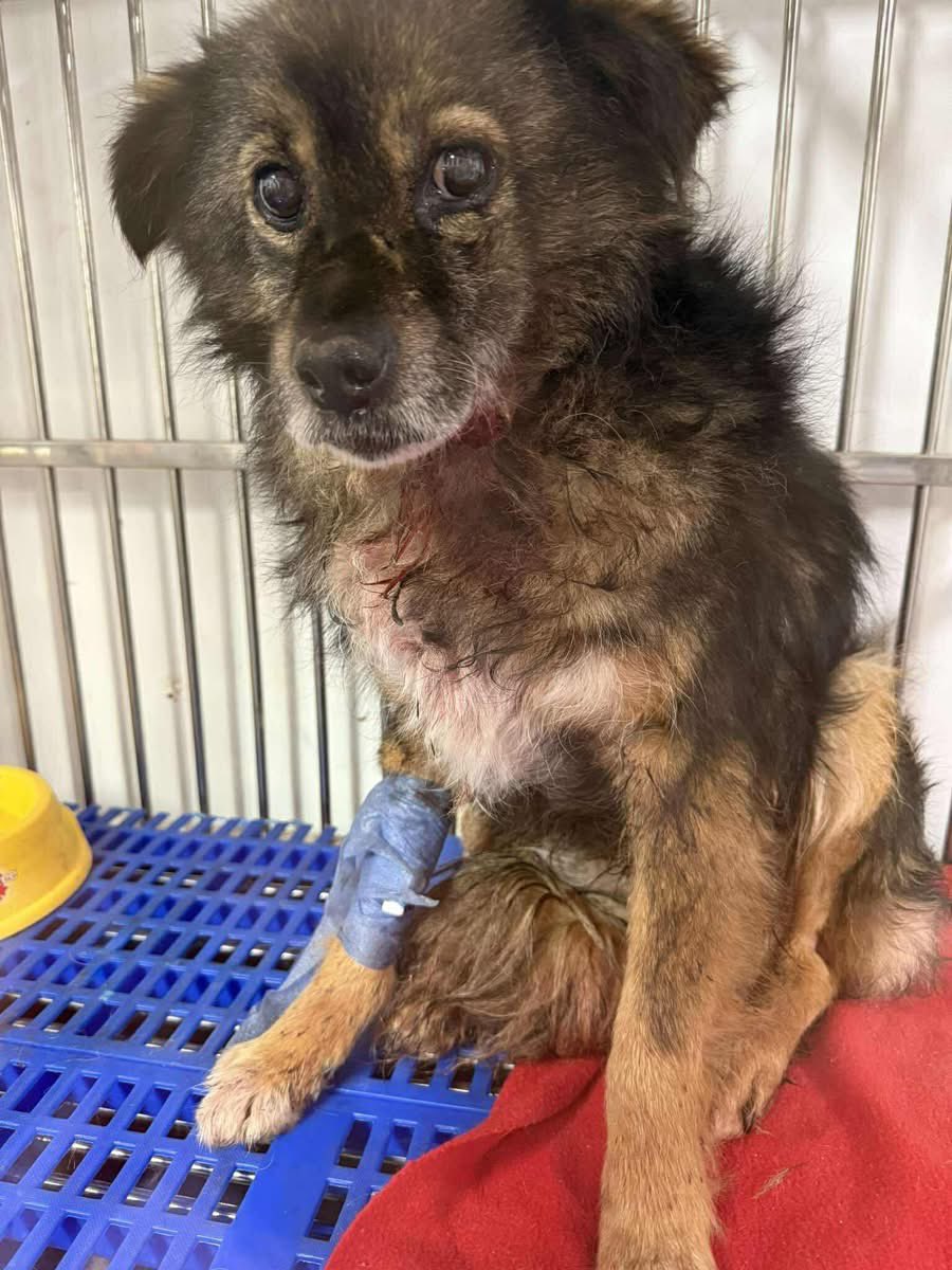 PfotenV's tweet photo. Die Bisswunden sind mit entsprechender Behandlung abgeheilt. 

Lupo ist noch etwas zaghaft,  aber sehr lieb, freundlich und ruhig. Ein idealer Hund für Senioren☺️Ein wenig in den Garten oder Gassi gehen, ein Schläfchen machen und gekuschelt werden. https://t.co/LDYAgy0UF0