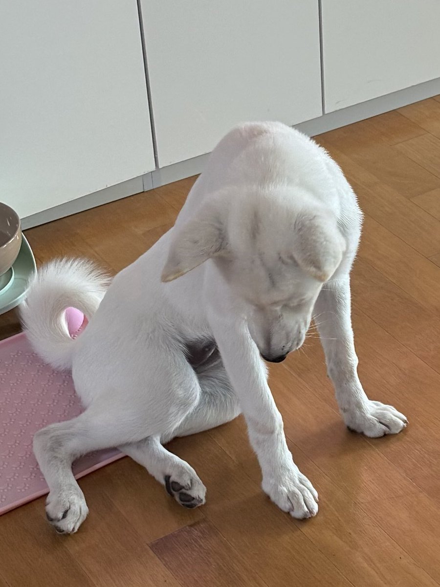 hangarizip's tweet photo. 자세 무슨 궁에서 쫓겨나는 후궁마냥 https://t.co/VH5kgU4Nv2