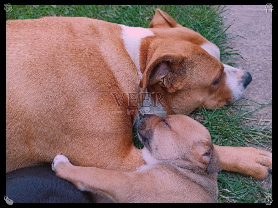 sarah___tobin's tweet photo. Keep hope alive even when all else fails. Puppies joyfully share happy moments, celebrating with their owners through jumping and wagging tails. Their pure happiness magnifies small joys and makes life more beautiful. https://t.co/cRQaRofOQK