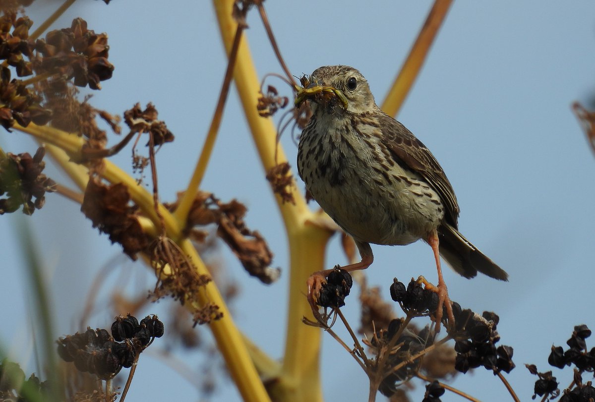 bridgetjanejone's tweet photo. Meadow Pipit feeding young on the coastal path at Sheringham. Another bird overlooked because it's 'common' IMO. https://t.co/ca30ssPZLI