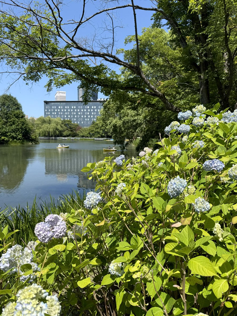 yutavd1's tweet photo. ⁡
今日の投稿は、「中島公園」で咲いていた『紫陽花』の写真になります。
⁡
伺った段階で『中島公園』の紫陽花が結構良い状態になってきてましたね(^_^)
⁡
他の公園もいい感じになってるので、そろそろ紫陽花を観に行っても良いかもしれませんね。
⁡
◾️7月4日撮影
#キリトリセカイ
#札幌
#北海道 https://t.co/xpYNEmUJnz