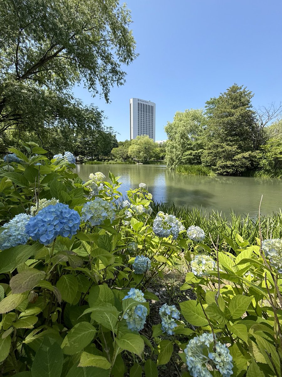 yutavd1's tweet photo. ⁡
今日の投稿は、「中島公園」で咲いていた『紫陽花』の写真になります。
⁡
伺った段階で『中島公園』の紫陽花が結構良い状態になってきてましたね(^_^)
⁡
他の公園もいい感じになってるので、そろそろ紫陽花を観に行っても良いかもしれませんね。
⁡
◾️7月4日撮影
#キリトリセカイ
#札幌
#北海道 https://t.co/xpYNEmUJnz