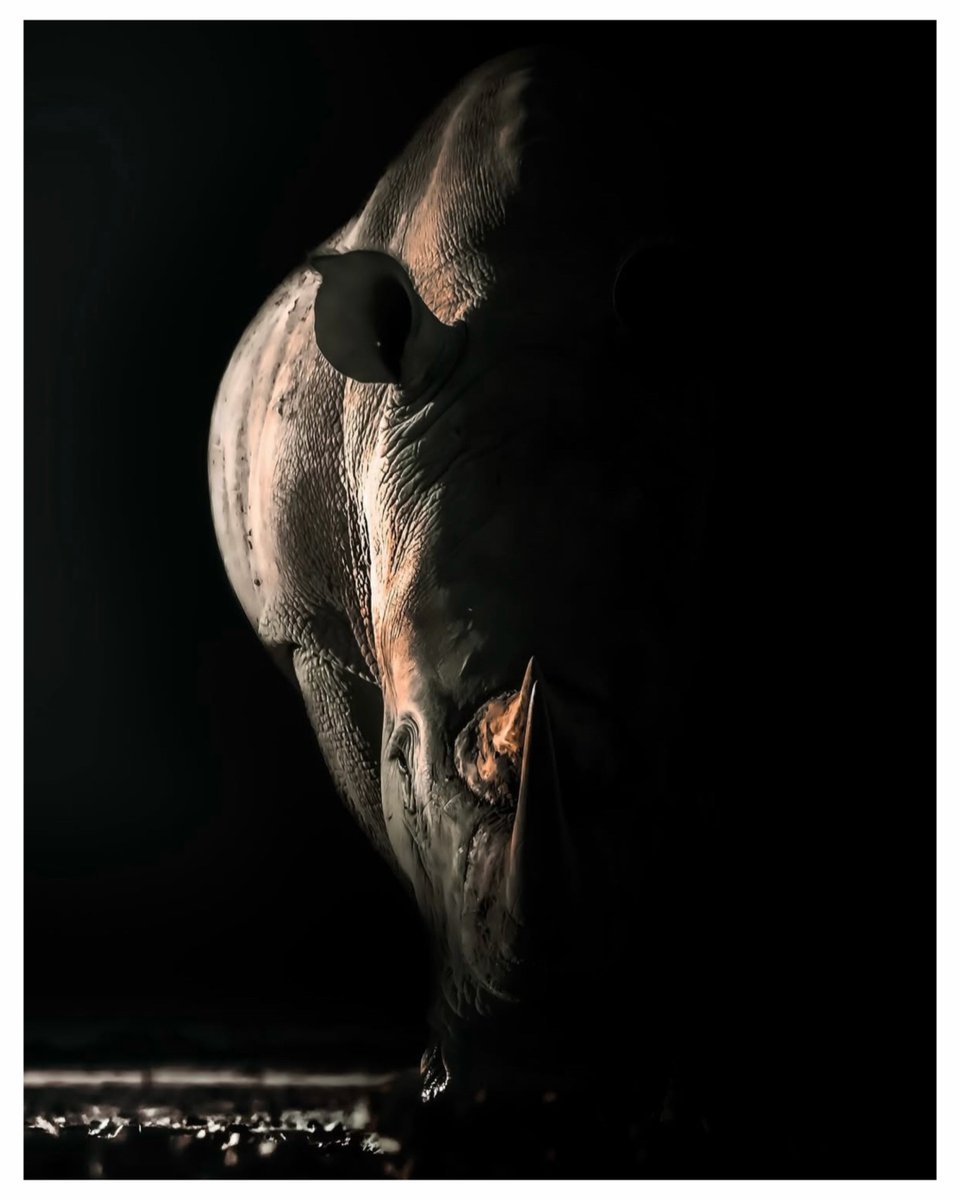 SueSpurgin's tweet photo. Out of the shadows stands one of Earth's oldest survivors.Powerful.
Resilient. Critically threatened by human greed. On #RhinoFriday, let's remember what's truly priceless isn't the horn... it's the life carrying it. 🦏 Keep them wild. Keep them alive.
#NoToRhinoHornTrade https://t.co/cnXknkcgGr
