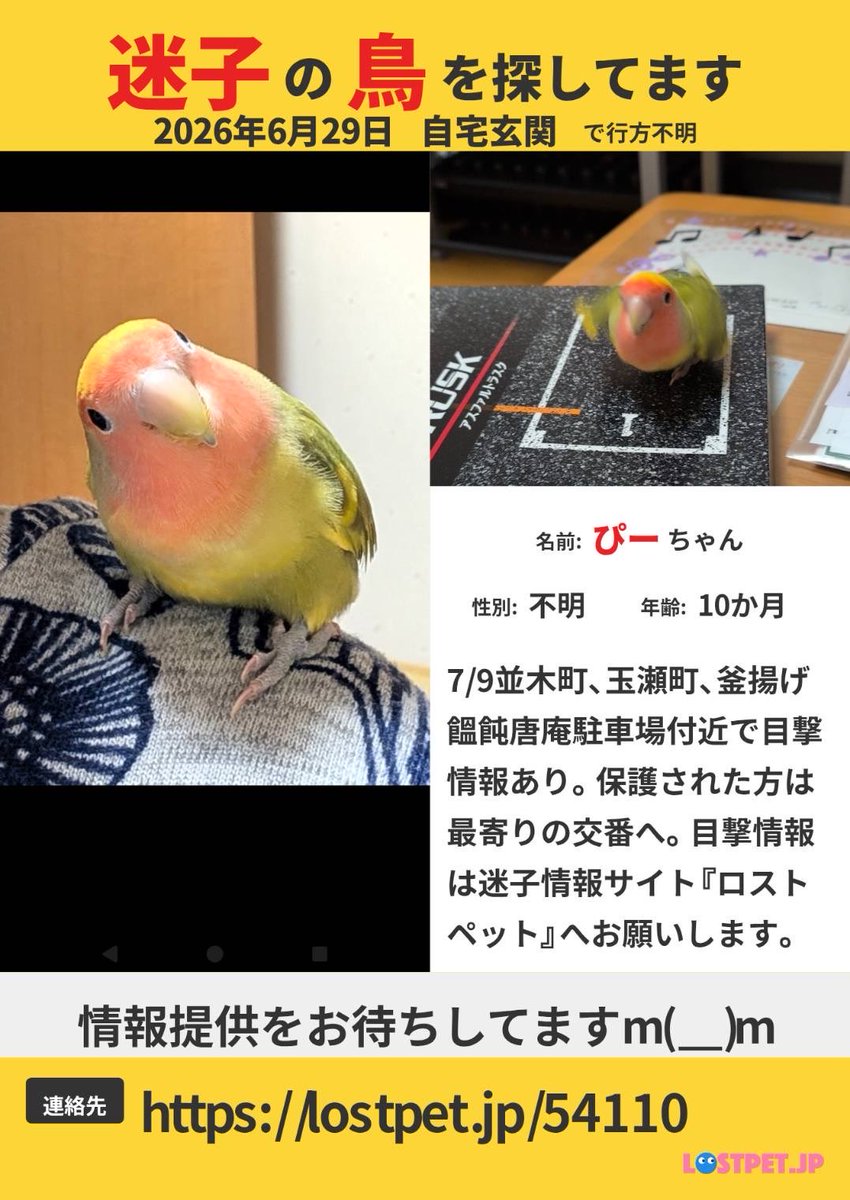 _urur_nw's tweet photo. 知り合いの方が探しております。
  #迷子  #鳥   #行方不明 https://t.co/YHog3oTJ9L