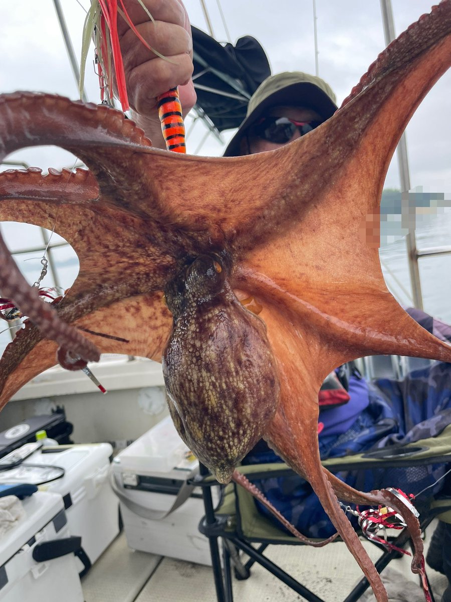 kamedamaru1098's tweet photo. タコが🐙やばい‼️
タコが🐙爆釣‼️
👇
https://t.co/jbZRf198wQ https://t.co/gcDfoyowlj