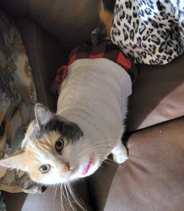 justhoppingcat's tweet photo. Throw back Thursday https://t.co/haHlWnsJht