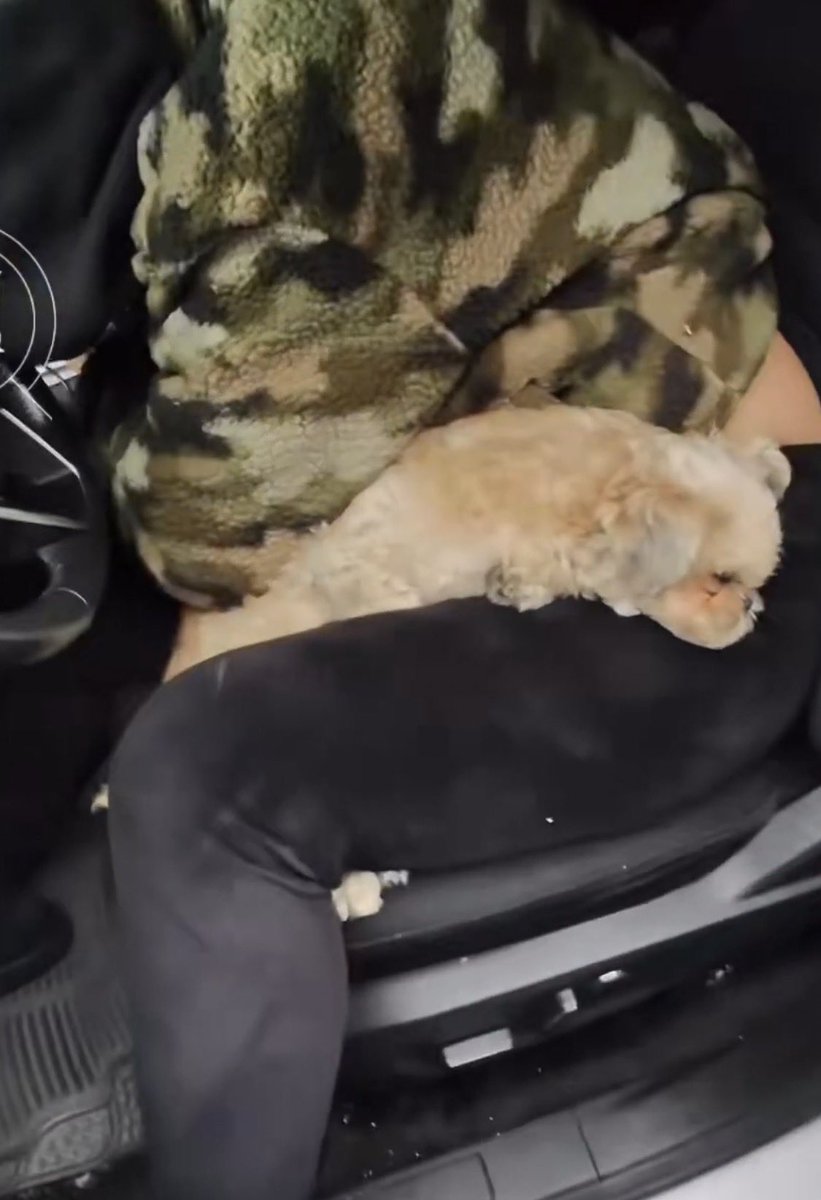 SusanDReynolds's tweet photo. @war24182236 Is that a dog or a stuffed animal? https://t.co/w0cLvSibSx