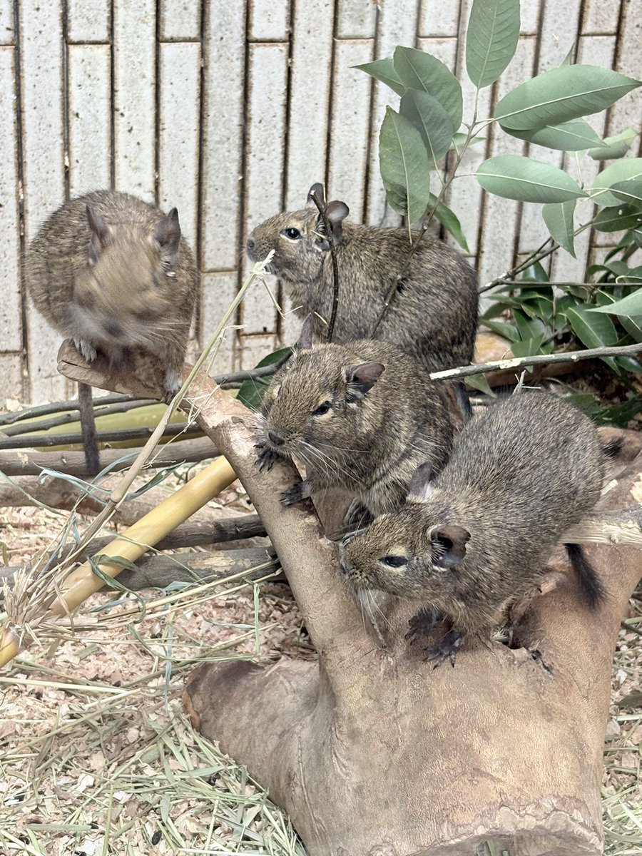 Masa79777948's tweet photo. え！この動物デグーっていうの？！
めっちゃかわいいじゃん！
#上野動物園 https://t.co/yTtYiUAf4j