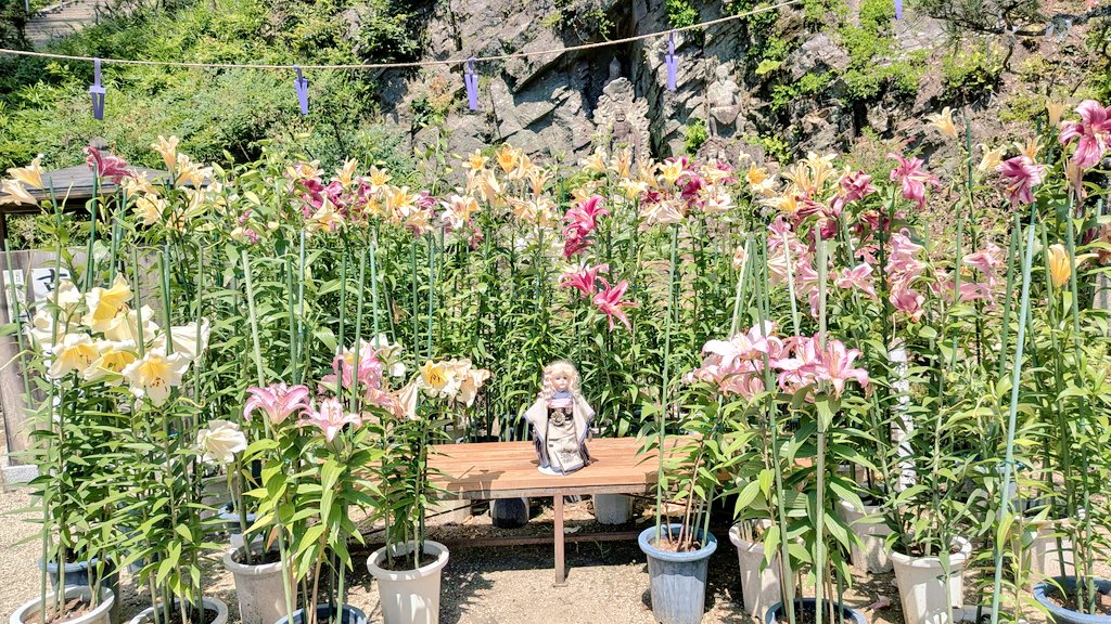 GINkikyo's tweet photo. カサブランカも、もう終わりかな？と思いながら行ってきました。
大和松尾寺
道中は暑かったですが松尾寺は涼しかったです。

＃松尾寺
＃カサブランカ
＃グラストラッカー https://t.co/Os1vcEtSsn