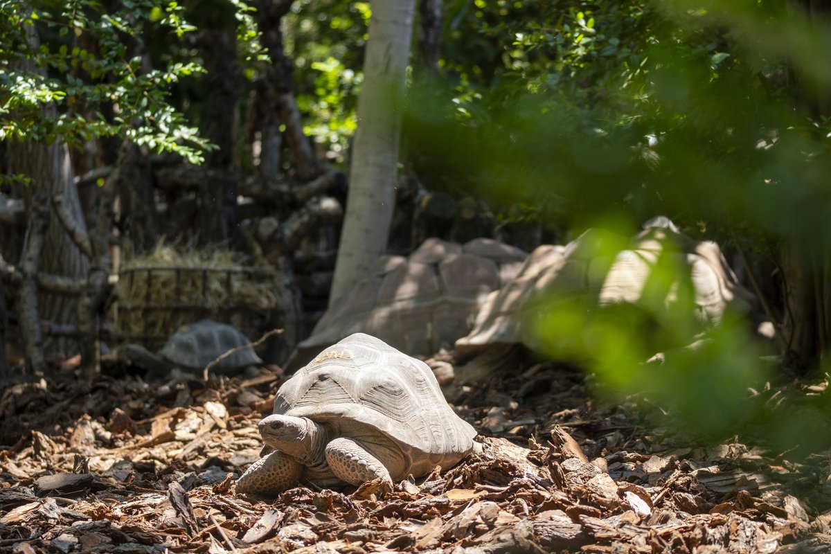 AntonianosVal's tweet photo. 🐢💚 @Bioparc inaugura un nuevo recinto para cuatro #tortugas gigantes de Aldabra rescatadas del tráfico ilegal. 👏
Desde la Real Hermandad de #SanAntonioAbad celebramos iniciativas que protegen la vida, fomentan la conservación y nos animan a respetar todas las especies. 🌍❤️ https://t.co/DSm1djf5kK